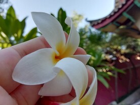 鸡蛋花