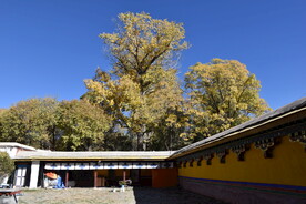 藏式寺庙内部建筑寺院佛教佛寺