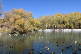 中式园林公园景观湖泊湖面树木