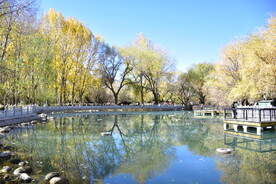 公园园林景观湖泊湖面树木树林