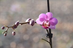 美丽的蝴蝶兰鲜花