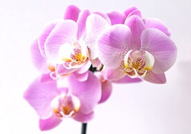 美丽的蝴蝶兰鲜花