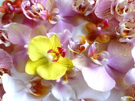 美丽的蝴蝶兰鲜花