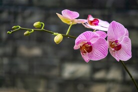 美丽的蝴蝶兰鲜花