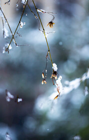 雪中腊梅