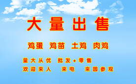 养鸡名片背面