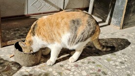 黄猫