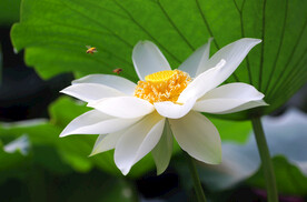 莲花