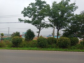 路边树