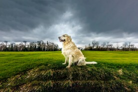 金毛寻回犬