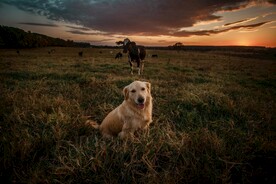 金毛寻回犬