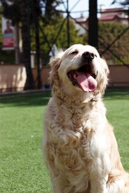 金毛寻回犬 
