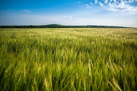 麦田风景 麦穗 金色麦田 成熟