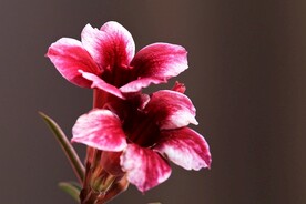 沙漠玫瑰