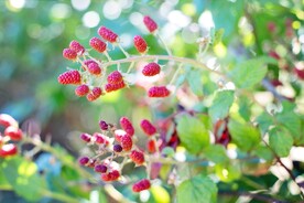 树莓 