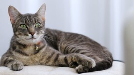 猫咪壁纸