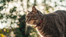 猫咪壁纸