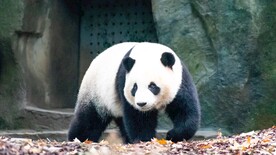 熊猫壁纸