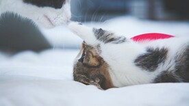 猫咪壁纸
