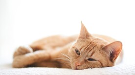 猫咪壁纸