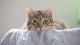 猫咪壁纸