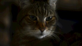 猫咪壁纸