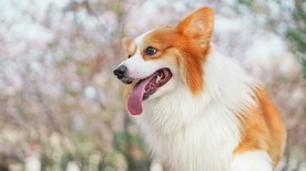 狗狗壁纸