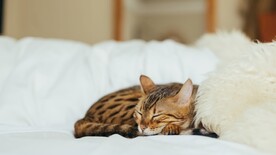 猫咪壁纸