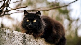 猫咪壁纸