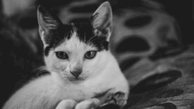 猫咪壁纸