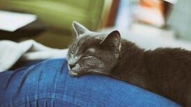 猫咪壁纸