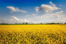 油菜花