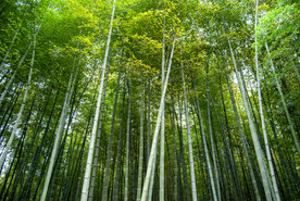 竹林