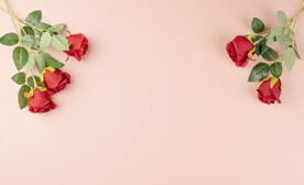 粉色背景上的玫瑰花摄影图