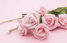 粉色玫瑰花摄影