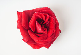 红色玫瑰花