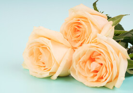 黄色玫瑰背景素材