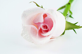 情人节爱情玫瑰 