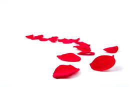 玫瑰花瓣摄影图