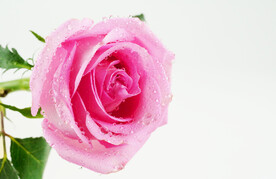 粉色玫瑰花特写