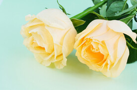 浪漫黄玫瑰素材