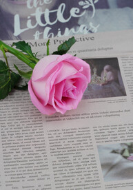 粉色玫瑰花图片素材