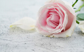粉色玫瑰摄影图