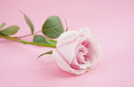 粉色玫瑰高清摄影图