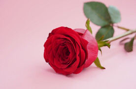 红玫瑰高清特写大图