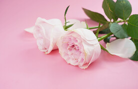 粉色玫瑰摄影图