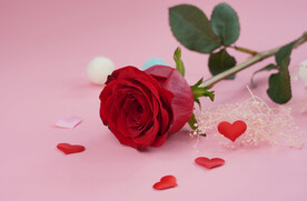 红玫瑰摄影图