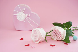 粉玫瑰背景图片