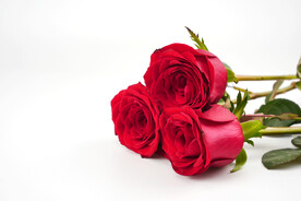 红玫瑰摄影图