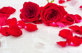 玫瑰花高清摄影